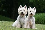 WESTIE 456
